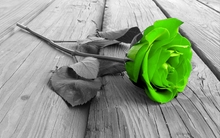 green flowers selective coloring color splash roses 1050x787 wallpaper 
